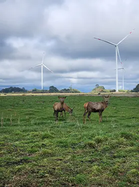 Aerogeneradores en parque eólico bajo cielo nublado con animales en el entorno